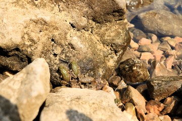 cute baby frogs in Blue lake of Imotski, Croatia