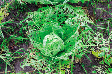 Cabbage leaves eaten by slugs, parasite spoils the harvest