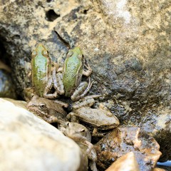 couple baby frogs in Blue lake of Imotski, Croatia