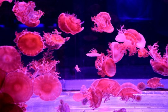 Cassiopea (upside-down jellyfish) is a genus of true jellyfish and the only members of the family Cassiopeidae, usually lives upside-down on the bottom, which has earned them the common name. 