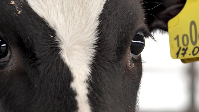 Portrait of a farm cow with ear tags and sad eyes close-up