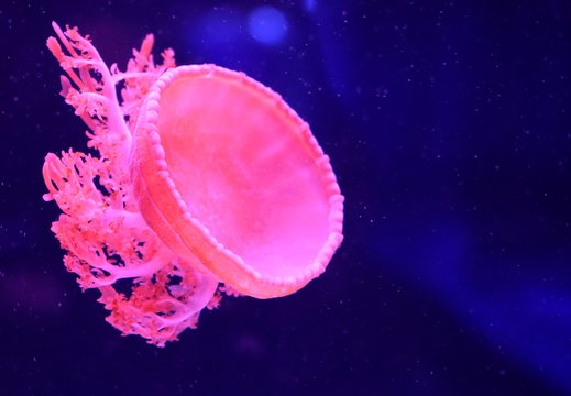 Cassiopea (upside-down jellyfish) is a genus of true jellyfish and the only members of the family Cassiopeidae, usually lives upside-down on the bottom, which has earned them the common name. 