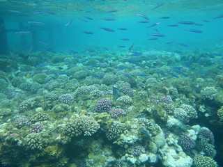 Schnorcheln Rotes Meer Fischschwarm