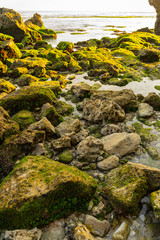 Stones in moss in wild beach stock photo