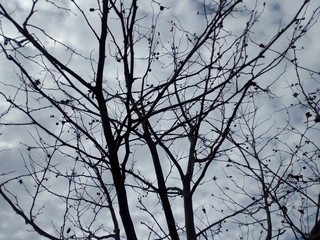 Fototapeta na wymiar branches of a tree and the blue sky