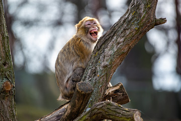 Barbara macaque taking rest on branch with open mouth