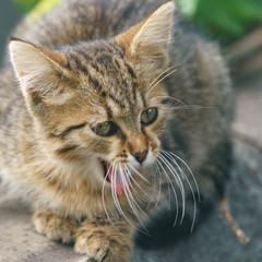 Tabby gray and red homeless kitten on the city street in summer day. Photography is suitable for greeting card design, poster, postcard template. Take the kitty home! High resolution photography.