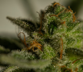 Ripened bloom of French cookies marijuana medical flower near white wall