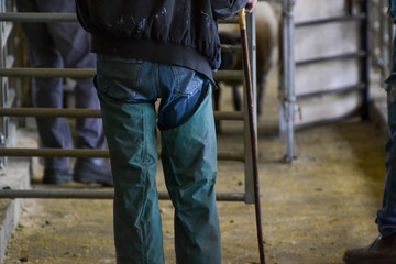 sheep herder indoors