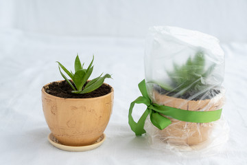 flower pot with a small green flower succulent on the left and the same flower pot with succulent on the right covered with transparent polyethylene  film tied with a ribbon, air pollution concept