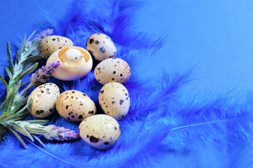 Easter concept. Quail eggs on blue bird feathers in trendy color on a blue background.