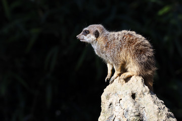 Suricate sur sa colline