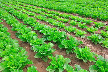 Fototapeta na wymiar Chinese cabbage in the fields