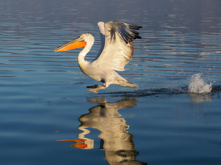 Dalmatian pelican, Pelecanus crispus