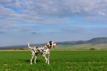 dalmatian dog posing and playing in the field