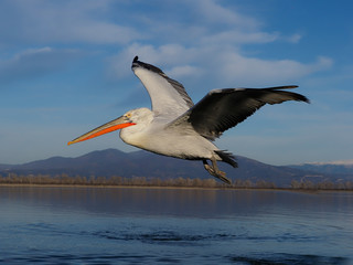 Fototapeta na wymiar Dalmatian pelican, Pelecanus crispus