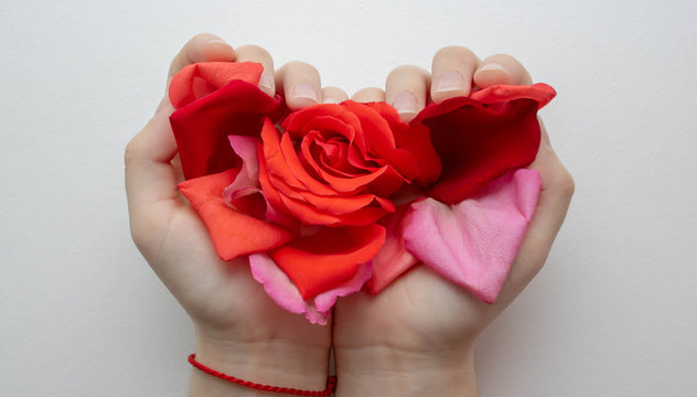 Rose petals in the hands of people.