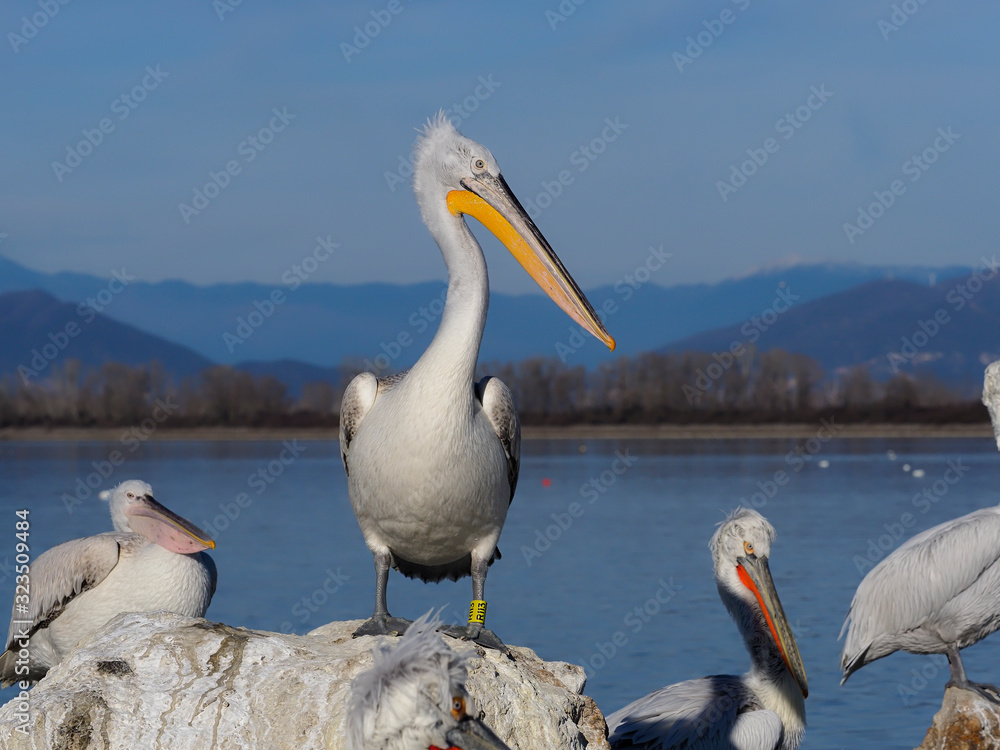 Canvas Prints Dalmatian pelican, Pelecanus crispus