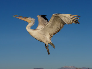 Dalmatian pelican, Pelecanus crispus
