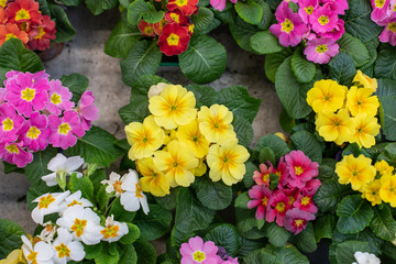 Yellow pink blossom Primula primrose primrose backdrop design, natural fresh blooming flower Primula primrose in a pot