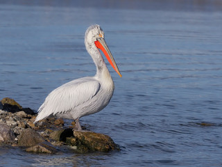 Dalmatian pelican, Pelecanus crispus