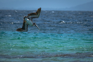 Pelican diving to catch fish