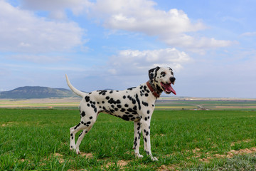 dalmatian dog posing and playing in the field