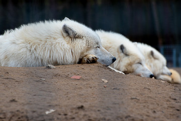 The Arctic wolf (Canis lupus arctos), also known as the white wolf or polar wolf