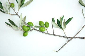 Olive branch with green olives isolated on white background.