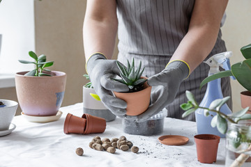 Woman hand transplanting succulent in ceramic pot on the table. Concept of indoor garden home.