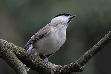 Sumpfmeise, Nonnenmeise, sitzt auf einem Ast und guckt nach oben