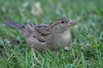 Haussperling, Passer domesticus,Weibchen auf dem Boden auf Rasen