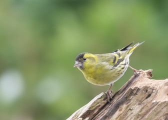 Erlenzeisig, Spinus spinus, vor grünem unscharfem Hintergrund