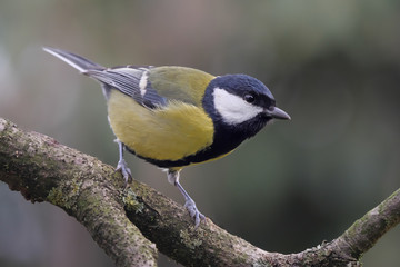 Obraz premium Kohlmeise, Parus major, seitlich auf einem Ast