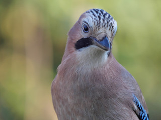Eichelhäher, Garrulus glandarius, Portrait frontal mit direktem Blick in die Kamera