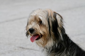 Closeup of black and cream breed dog sitting with tongue out