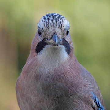 Eichelh&auml;her, Garrulus glandarius, Portrait frontal mit direktem Blick in die Kamera