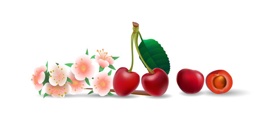 Berries and fruits in realistic style. Vector illustration.