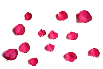 Blurred sweet red rose corollas on white isolated background and colorful flora details
