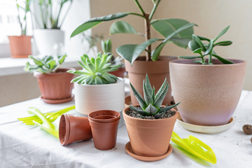 Various plants in different pots on table. Plant transplantation. Concept of indoor garden home.