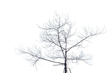 Leafless tree with branches on white isolated background with copy space 