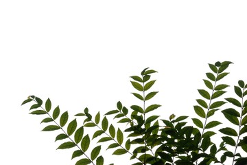Tropical plant leaves on white isolated background for green foliage backdrop and copy space 