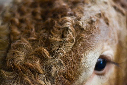 cowlick
