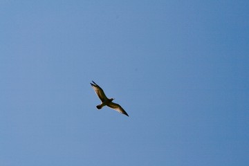 Seagull flying with open wings in a blue, cloudless sky