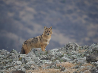 European jackal, Canis aureus moreoticus