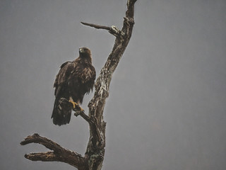 Golden eagle, Aquila chrysaetos