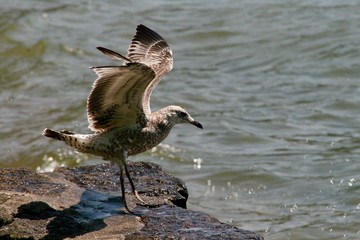 White and brown seagull with wings spread enjoying the breeze coming from the lake in front of it