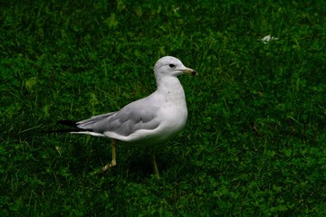 Seagull walking and enjoying the sun in a grassy field