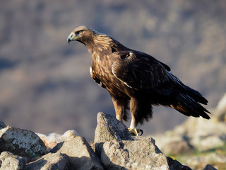 Golden eagle, Aquila chrysaetos