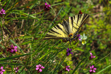 The scarce swallowtail (Iphiclides podalirius). Location: Czech Republic, Palava